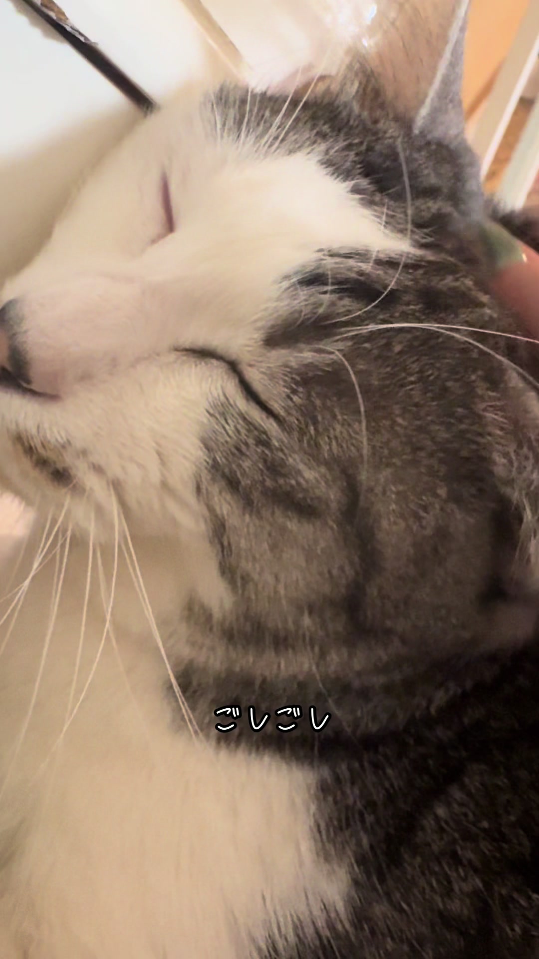 @こねのちう