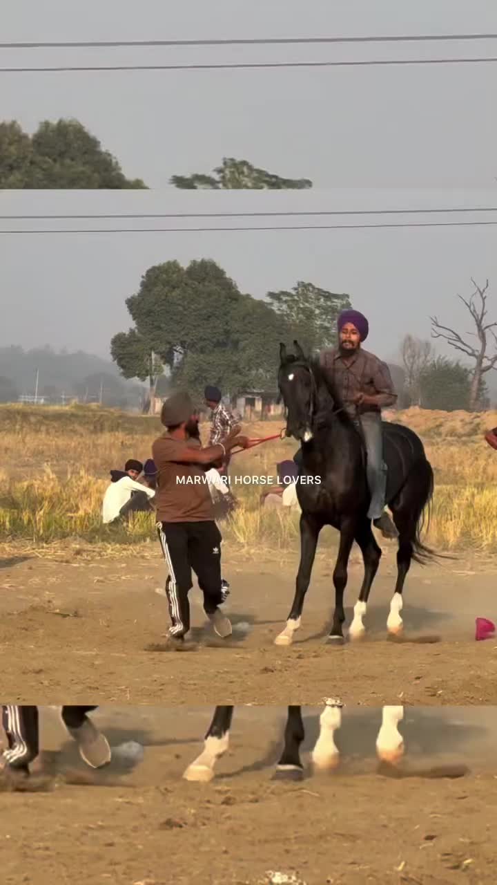 @🏇 MARWARI HORSE RACING 🏇