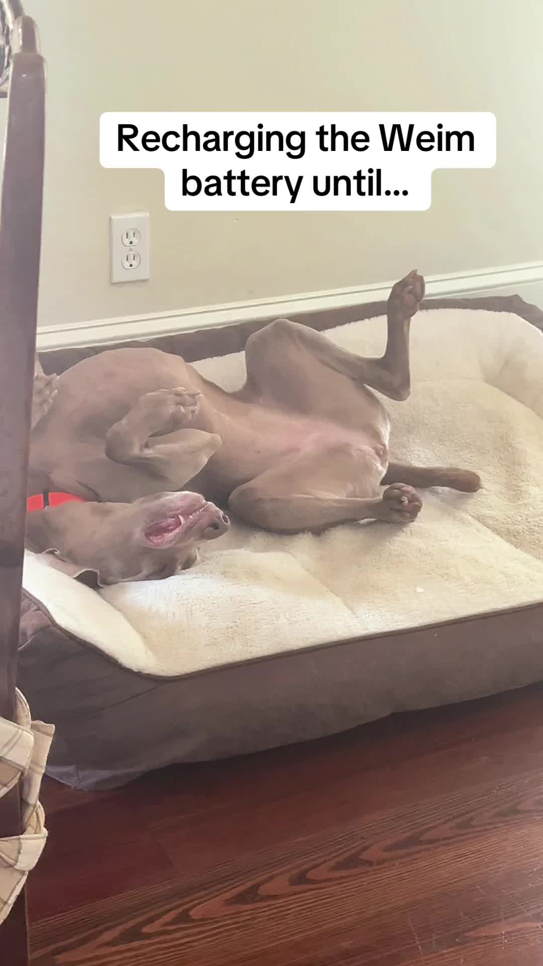 @Zoey the Weim