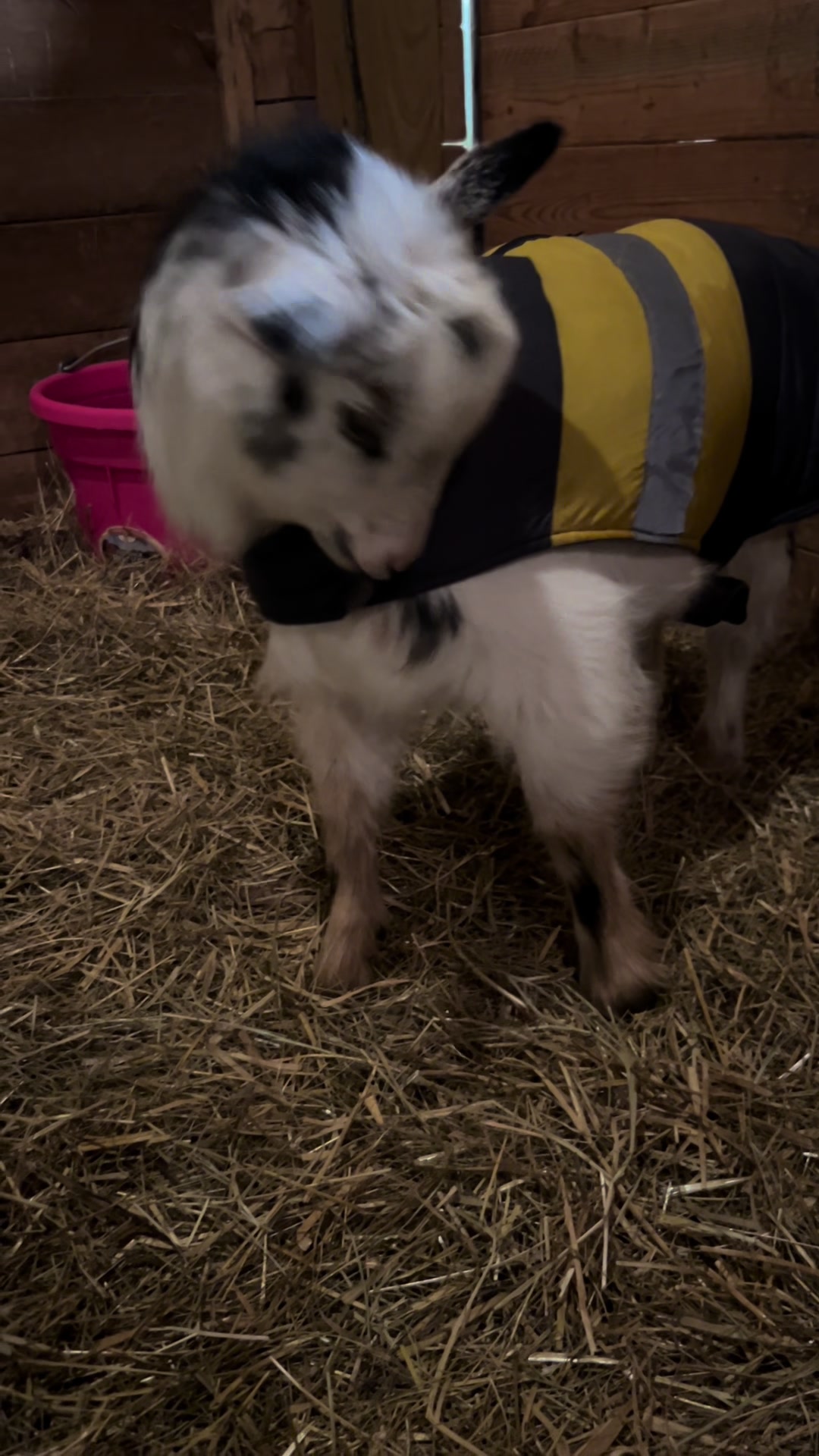 @FeralFarm