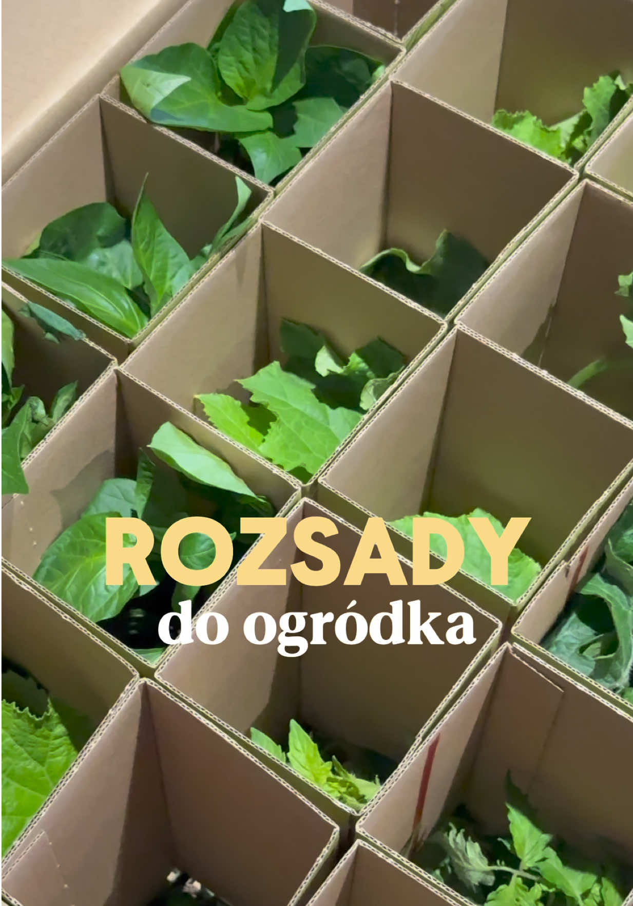 @crispynka organizuje 🏠💰🛒