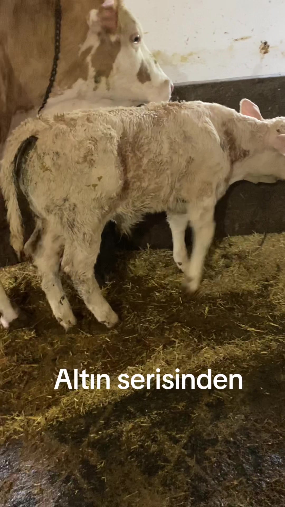 @Cengiz 05