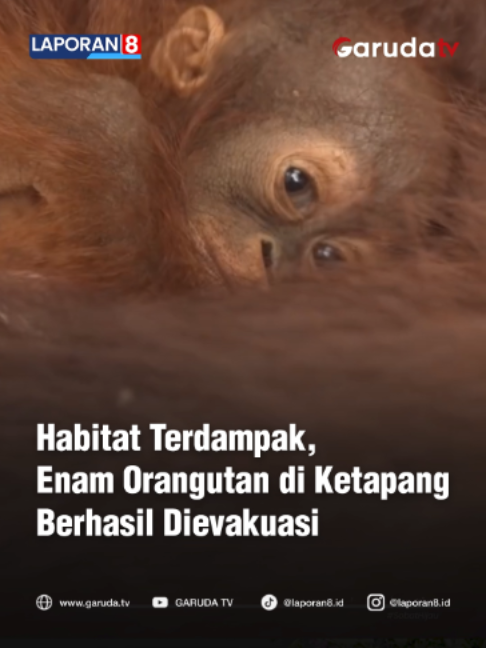 @Garuda TV