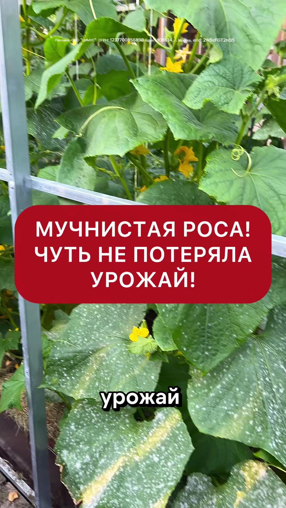 @dom_rustaevy