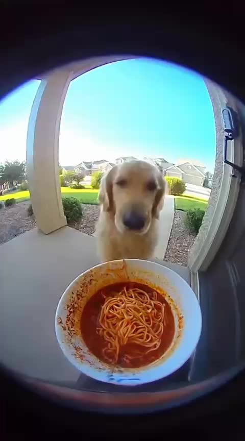 @Paw on Camera