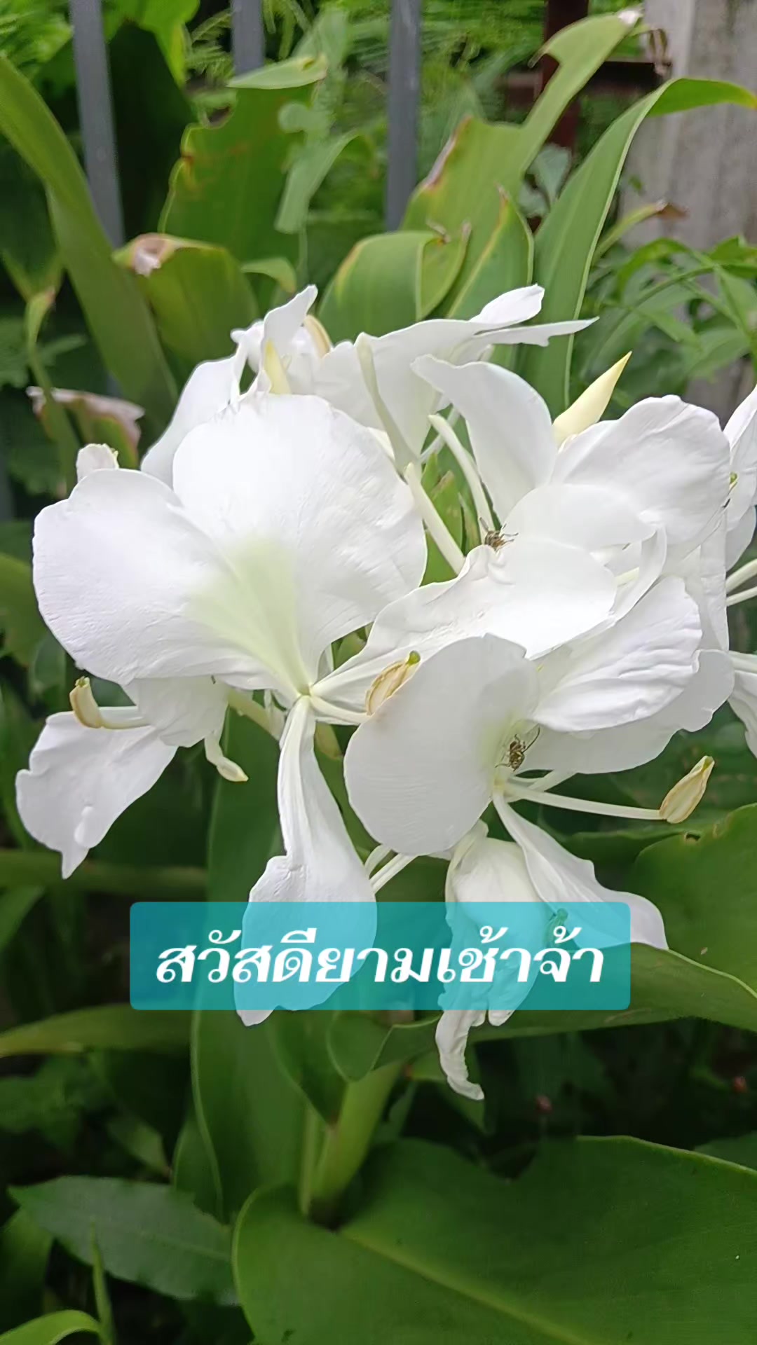 @pranee