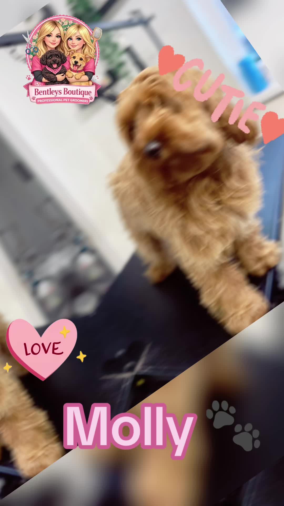 @Bentleys Boutique Pet Groomers