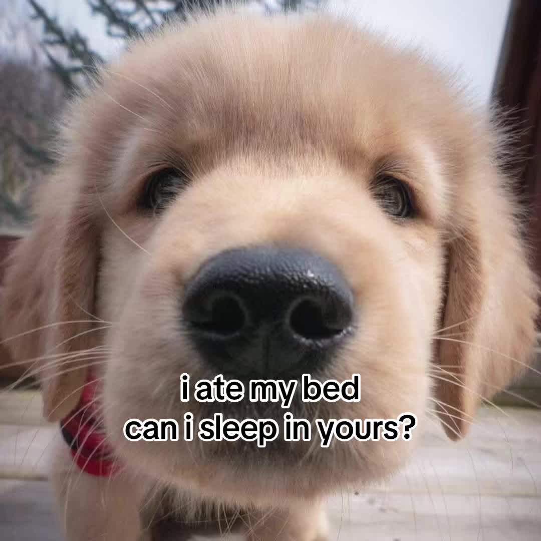 @The Bark Archive