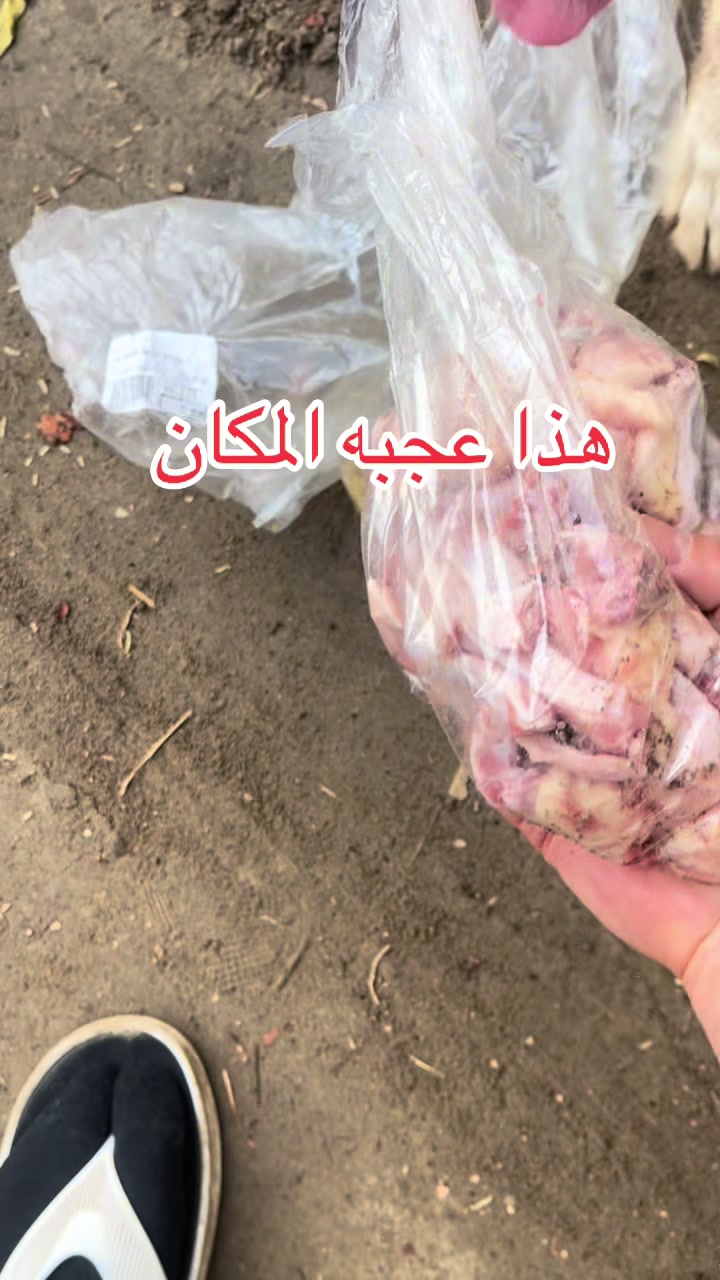 @ashkaltbiah