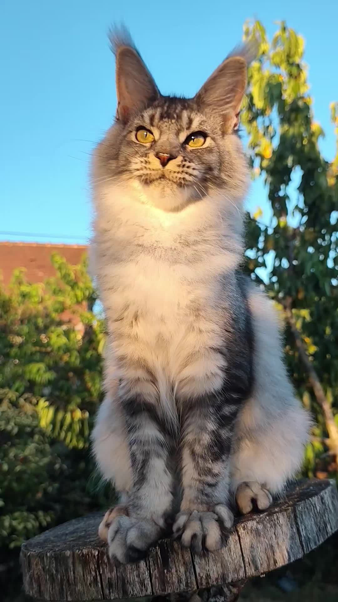 @Cattery Of Wild Kingdom