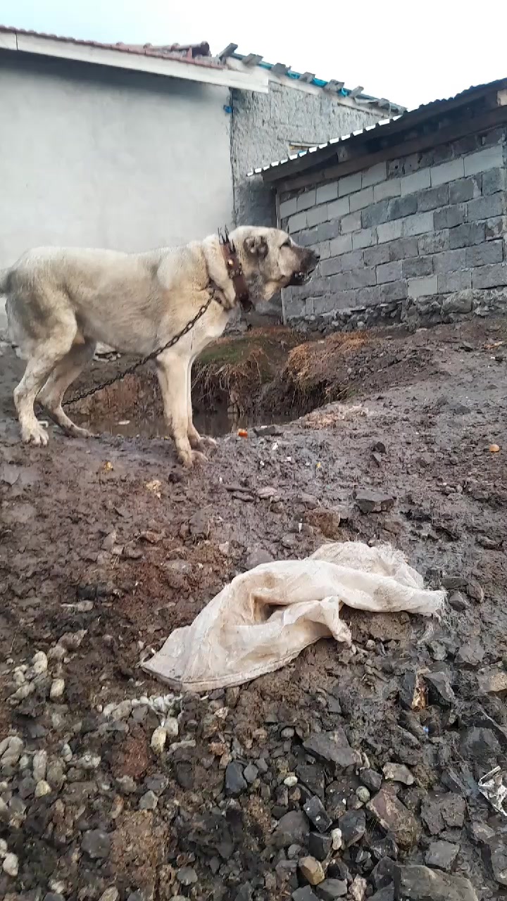 @sivaslı