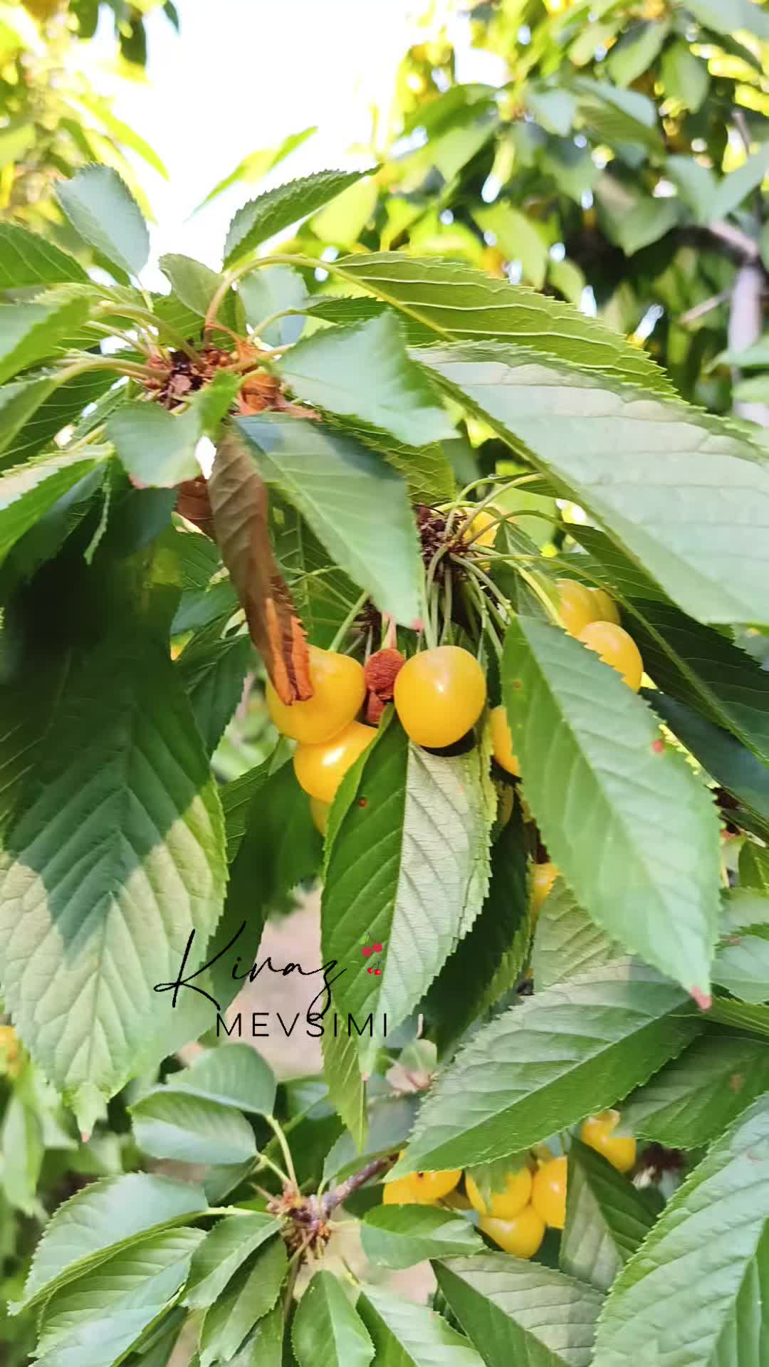 @Bir kelebek 🦋 misali ömrüm
