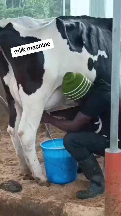 @Daily Dairy Farm Ke
