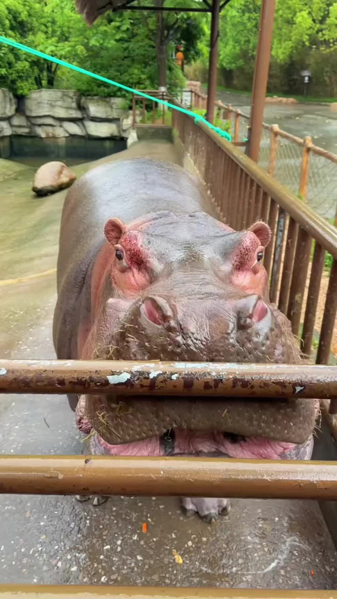 @Hippo