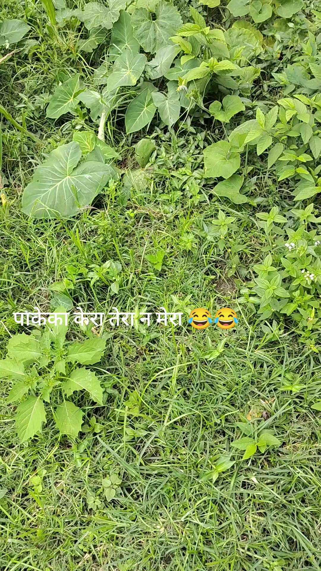 @Dinesh Karki176