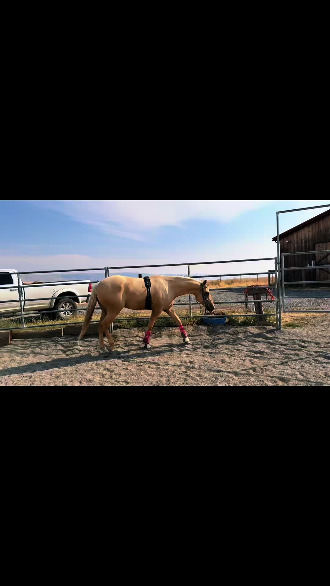 @Cowgirl Tuff Colt Training ❤️