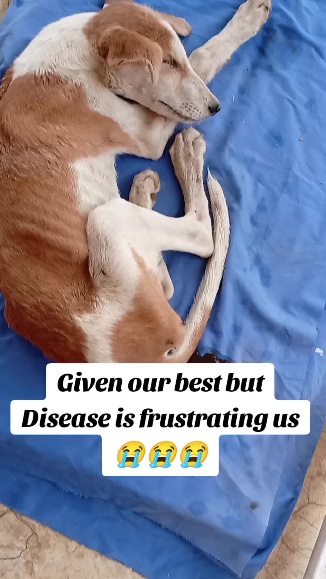 @Animal Welfare