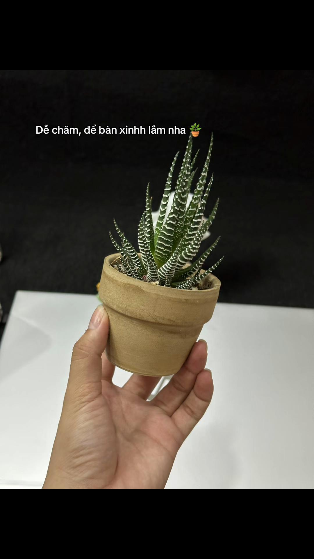 @Kim Hồng