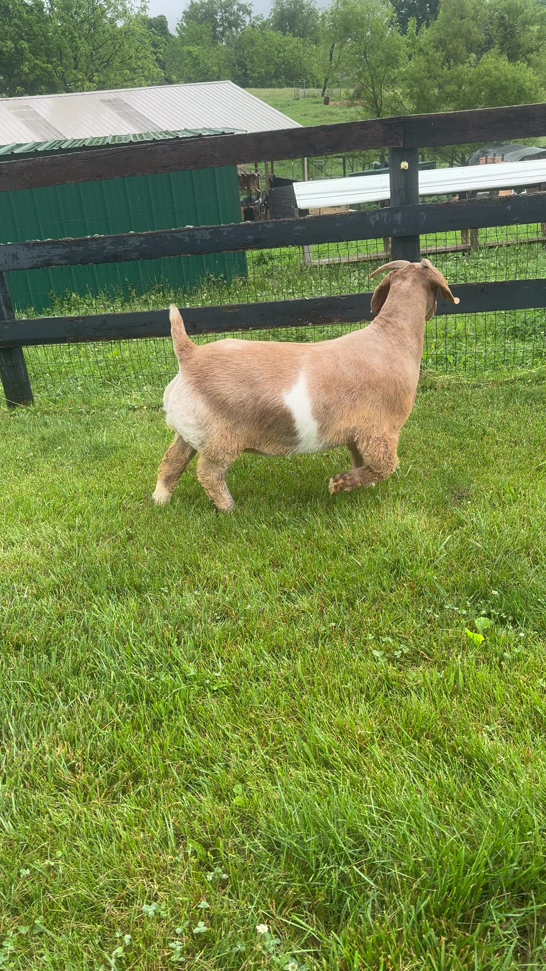 @Klein Kraal Farm🐐