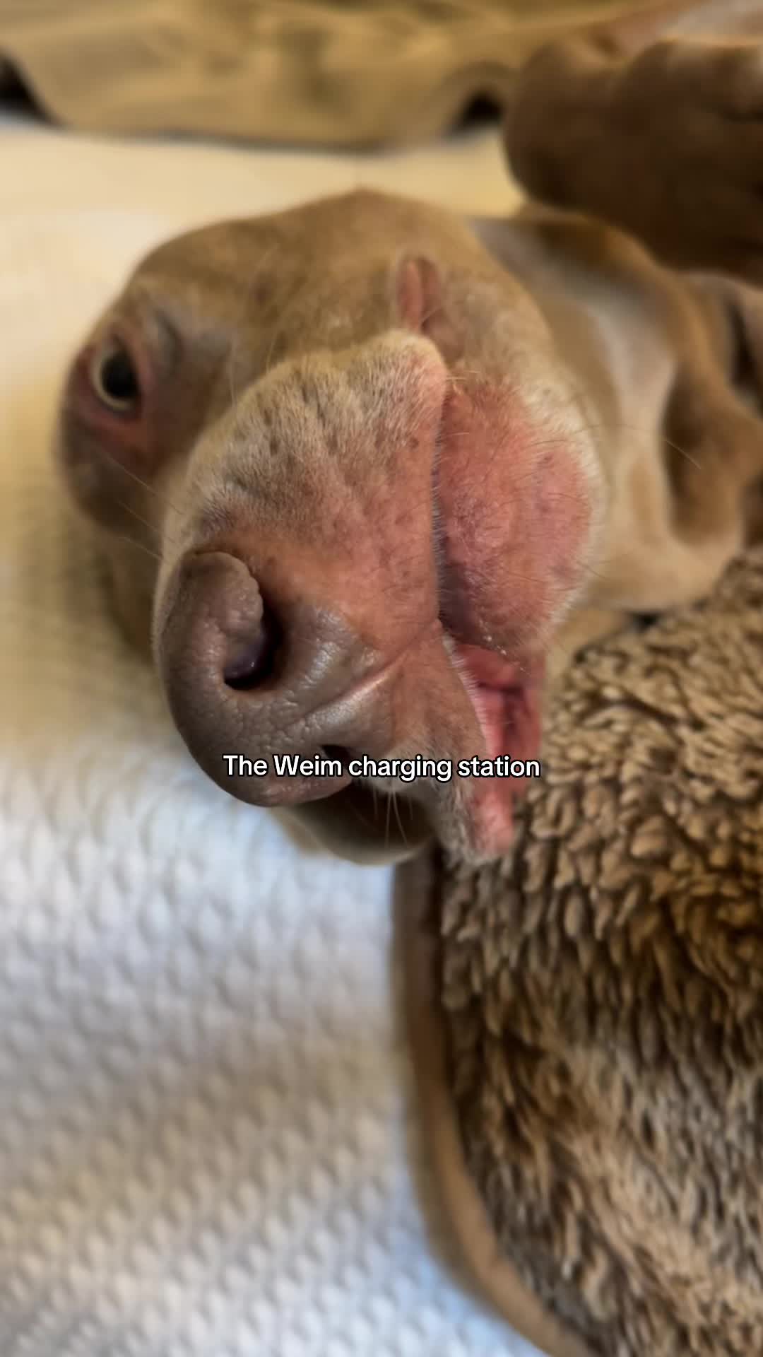 @Zoey the Weim