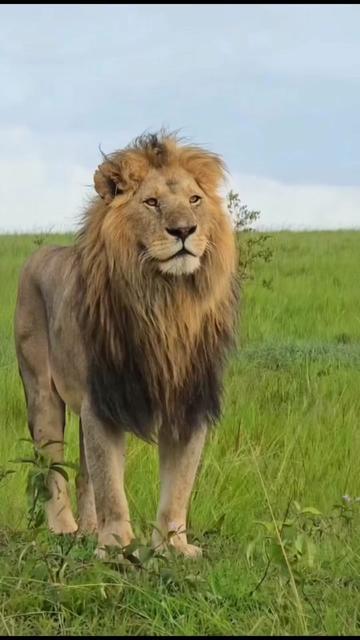 @Guzzicar🦁
