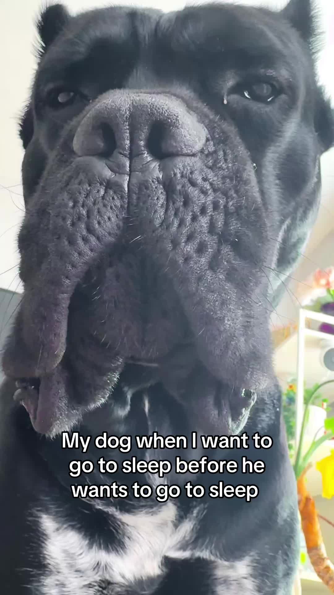 @Bentley Has Issues