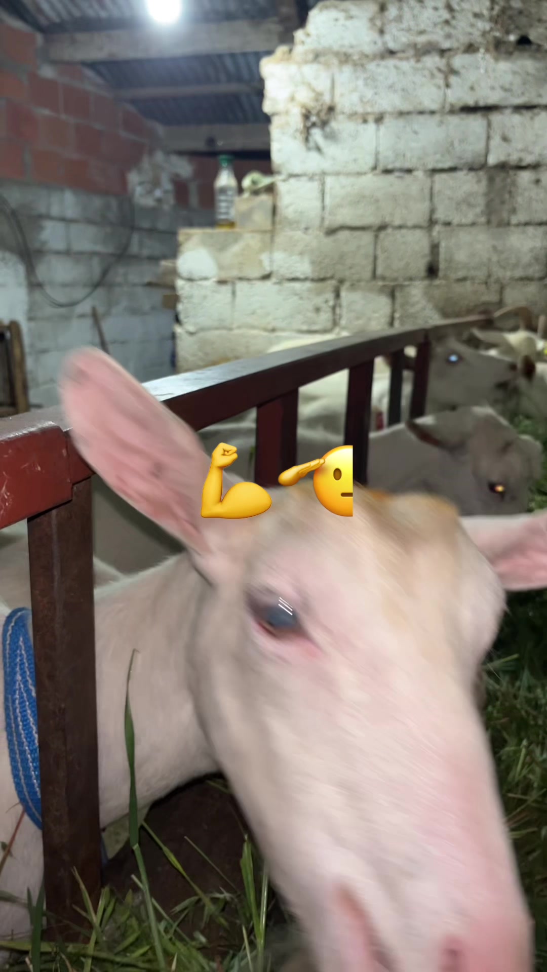 @Goat Farme🐐❤️