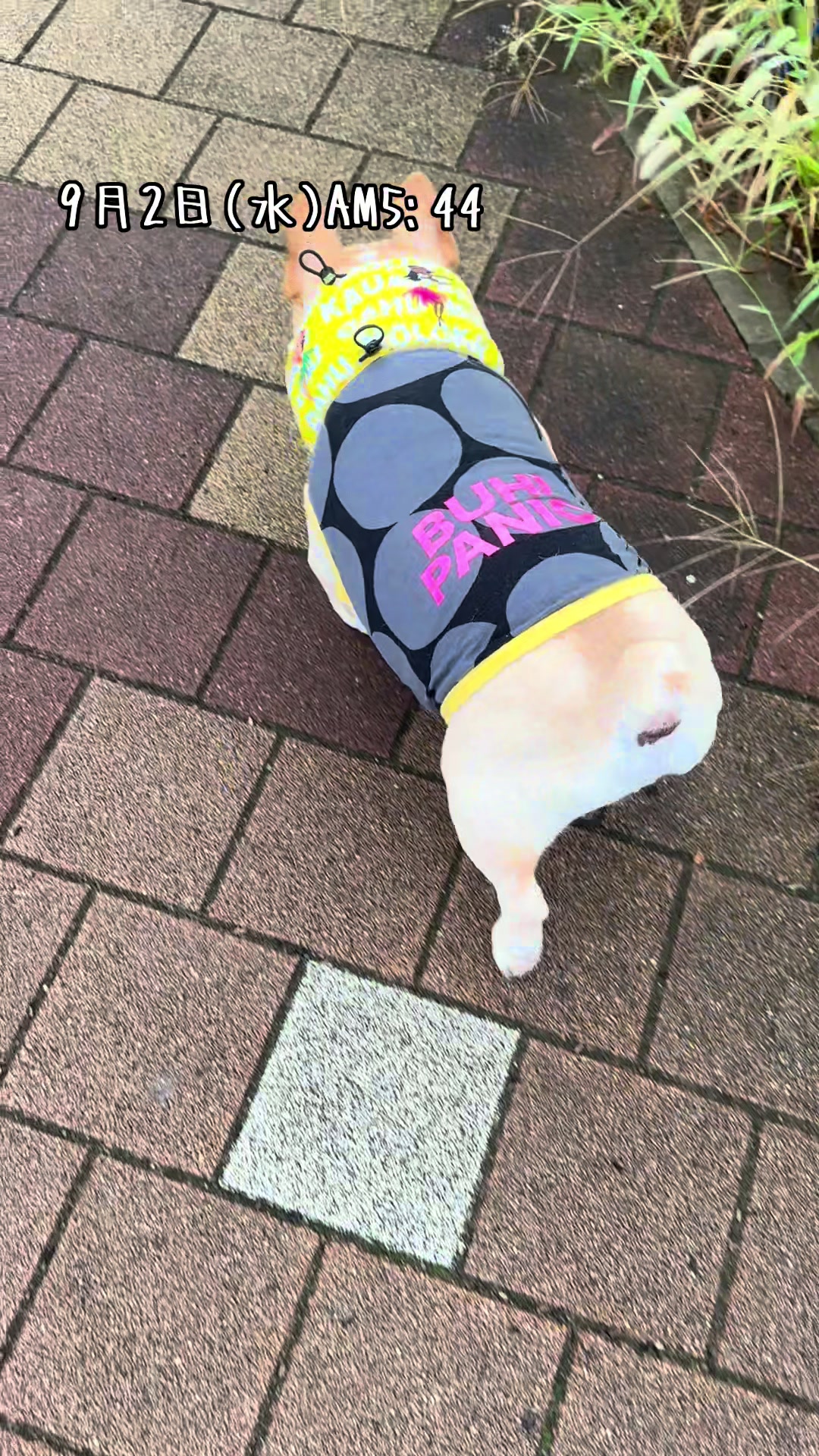 @ごん太