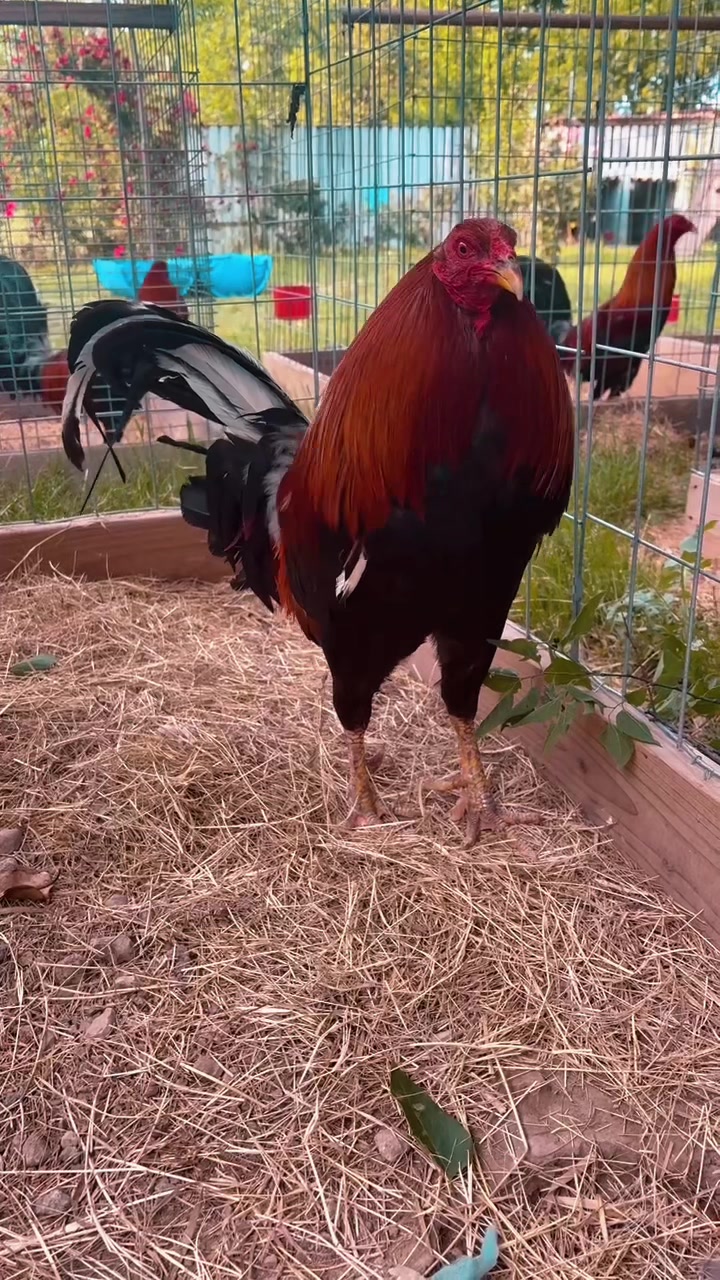 @PR_Gamefowl👑