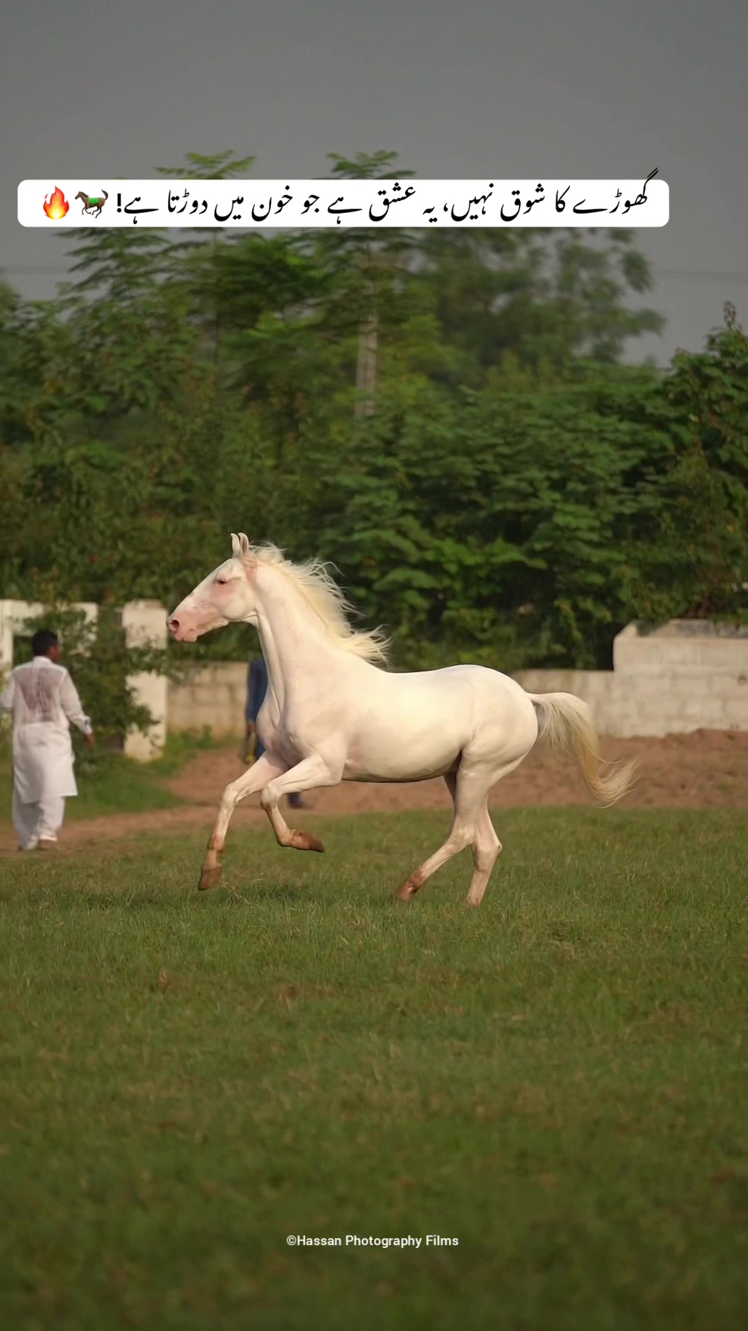 @SUNRISE STUD FARMS RAWALPINDI
