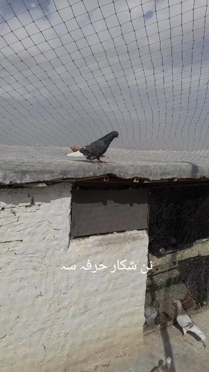 @chamanjanshoukmallroade
