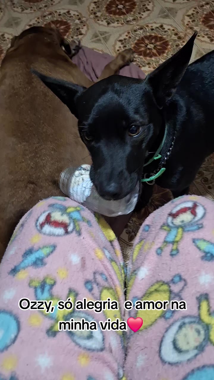 @MagdaAmoAnimais😾🐶🕊