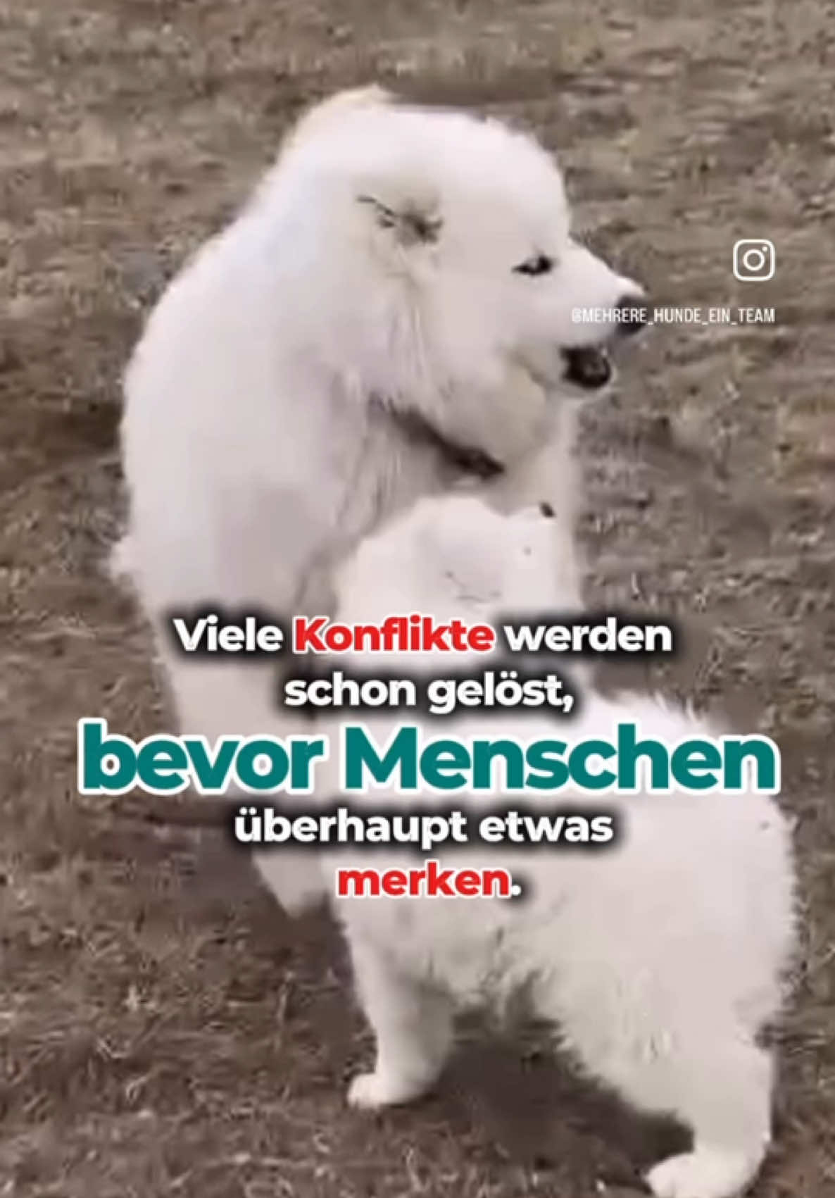 @Mehrere Hunde, ein Team!