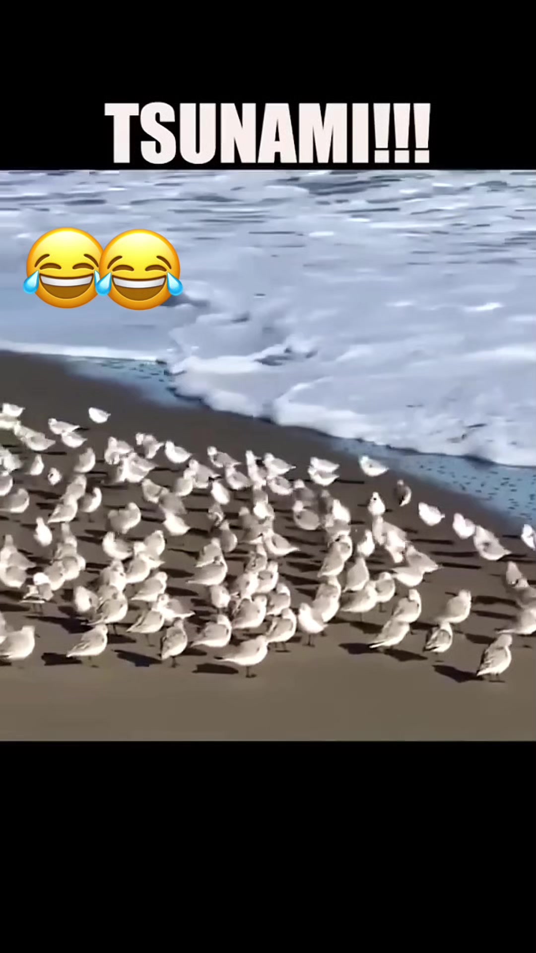 @Funny_pets