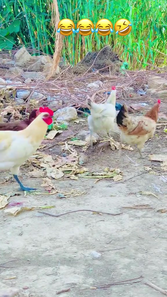 @محترمہ 🍁