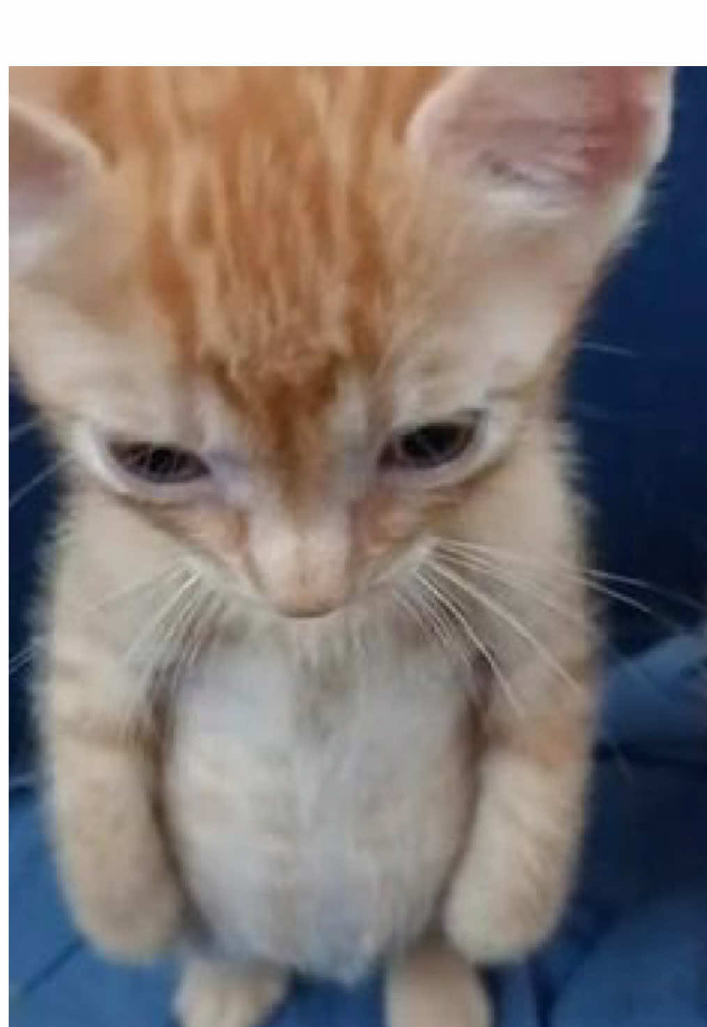 @جنت