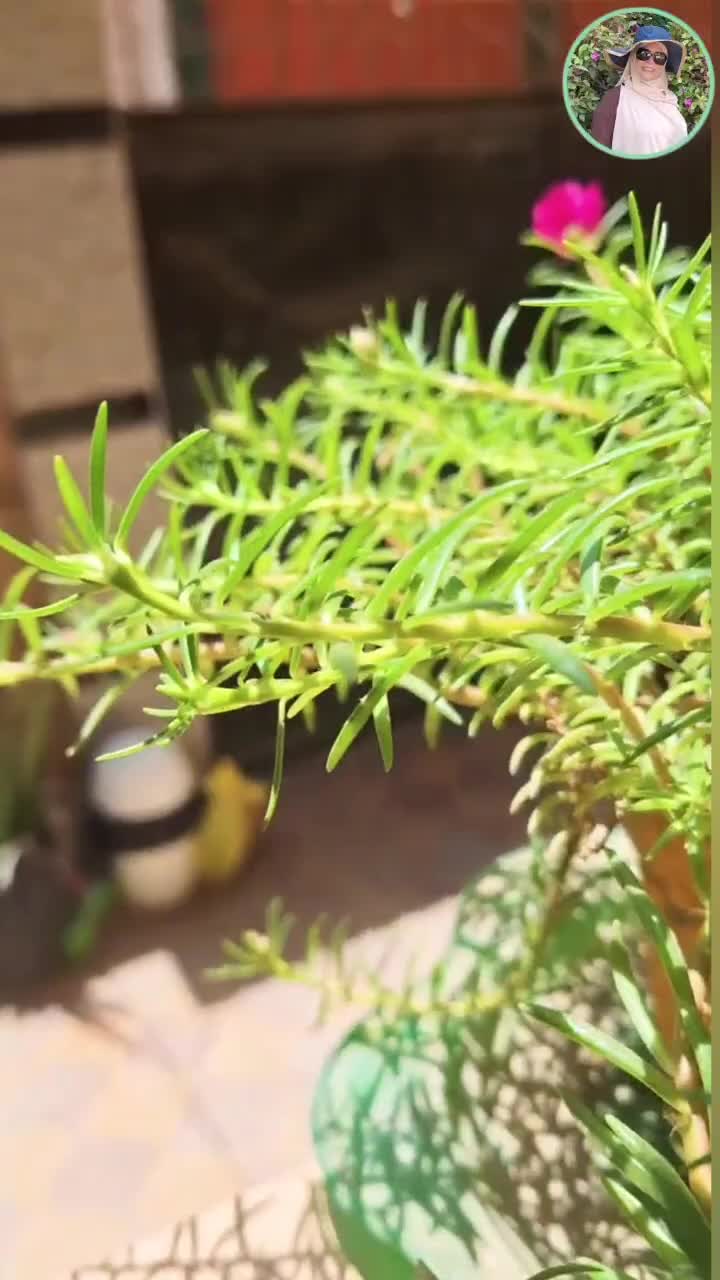 @جنتى