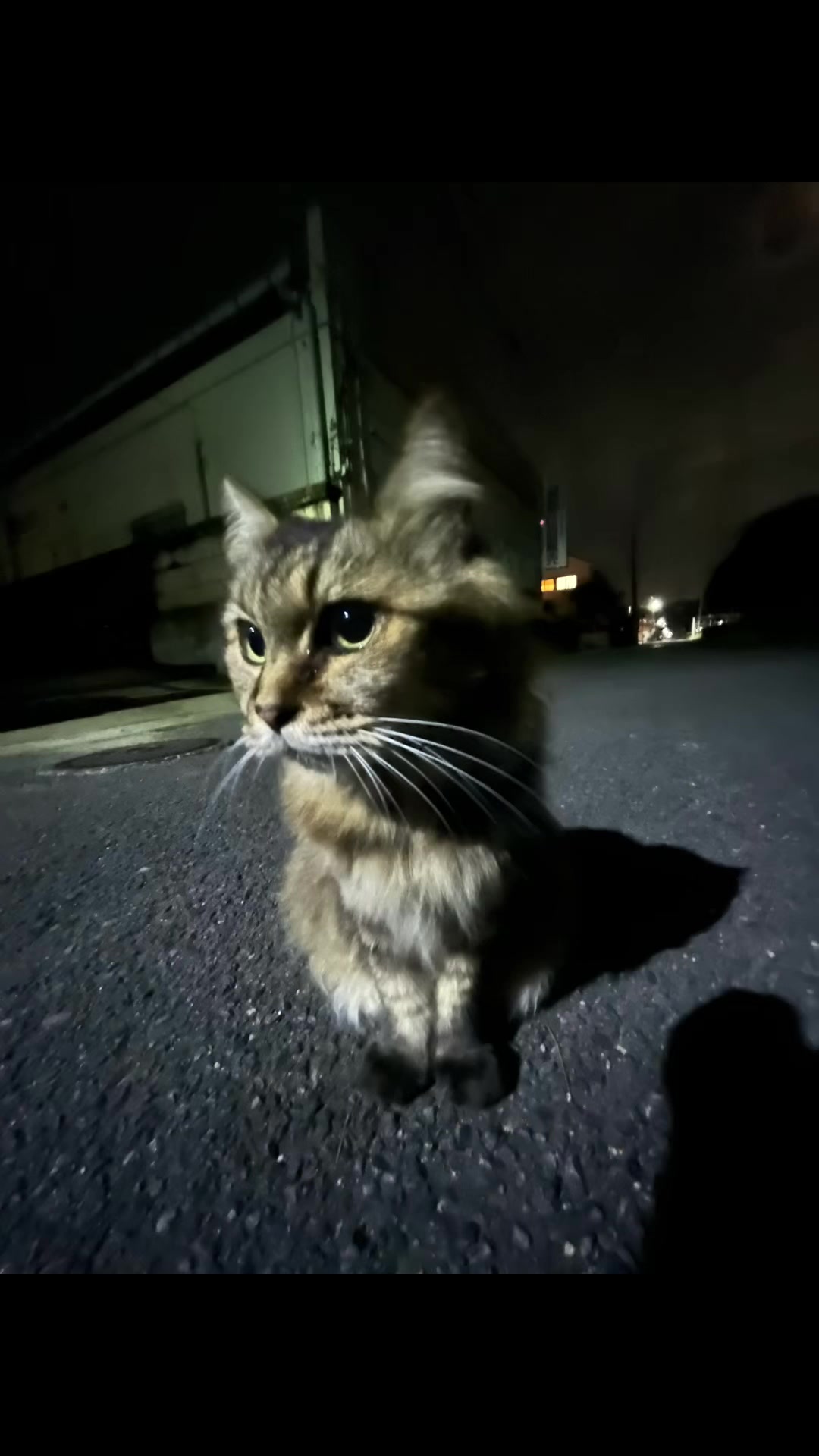 @🐈&zwj;⬛minako🐈&zwj;⬛🐈&zwj;⬛