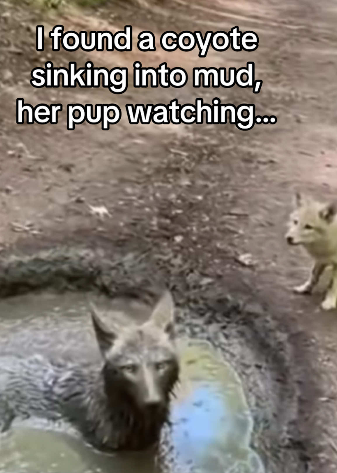 @AnimalWorld