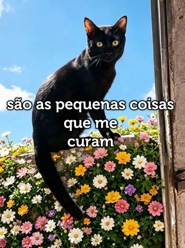 @Meirinha Teles