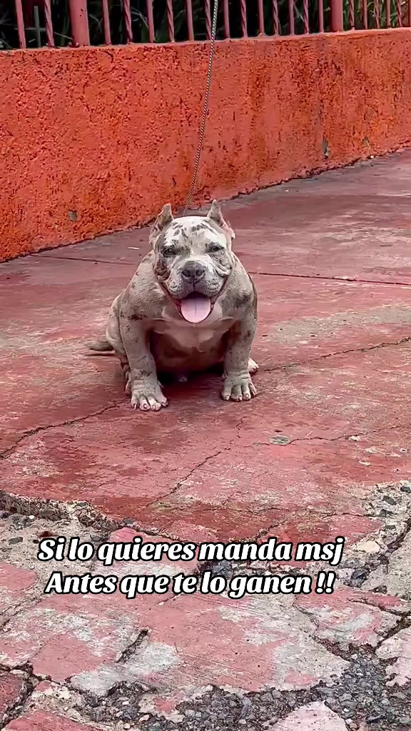 @Malandro Diamond