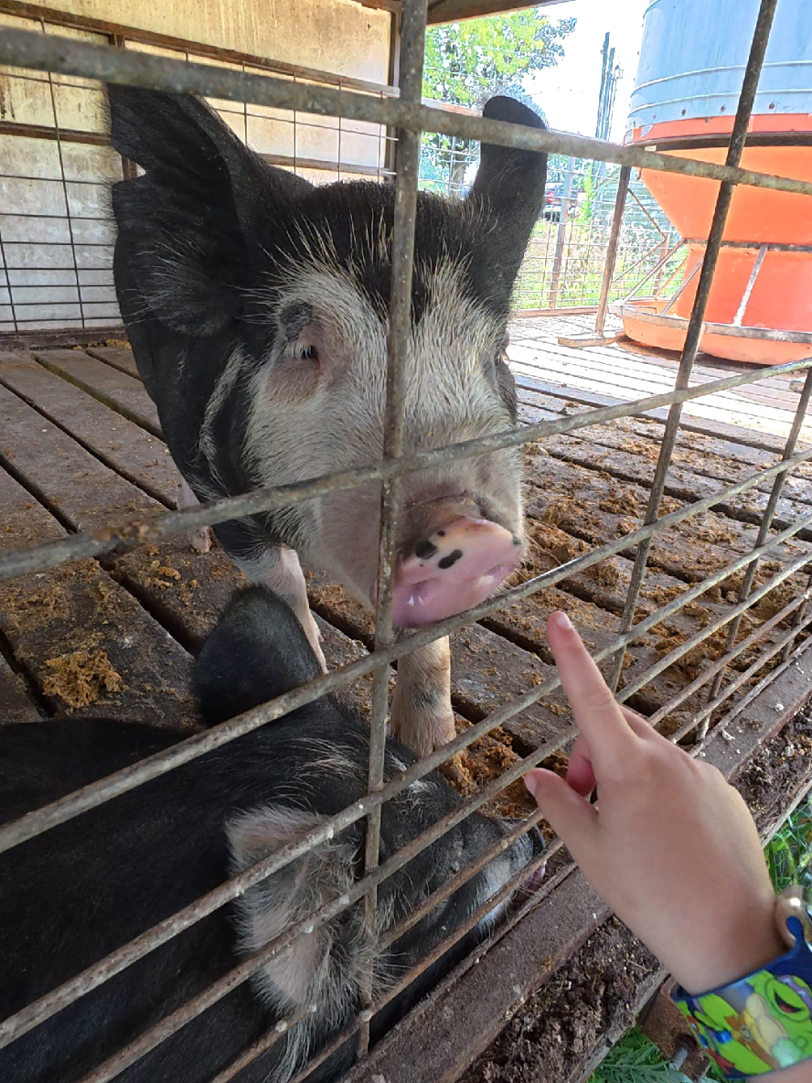 @ABC Homestead