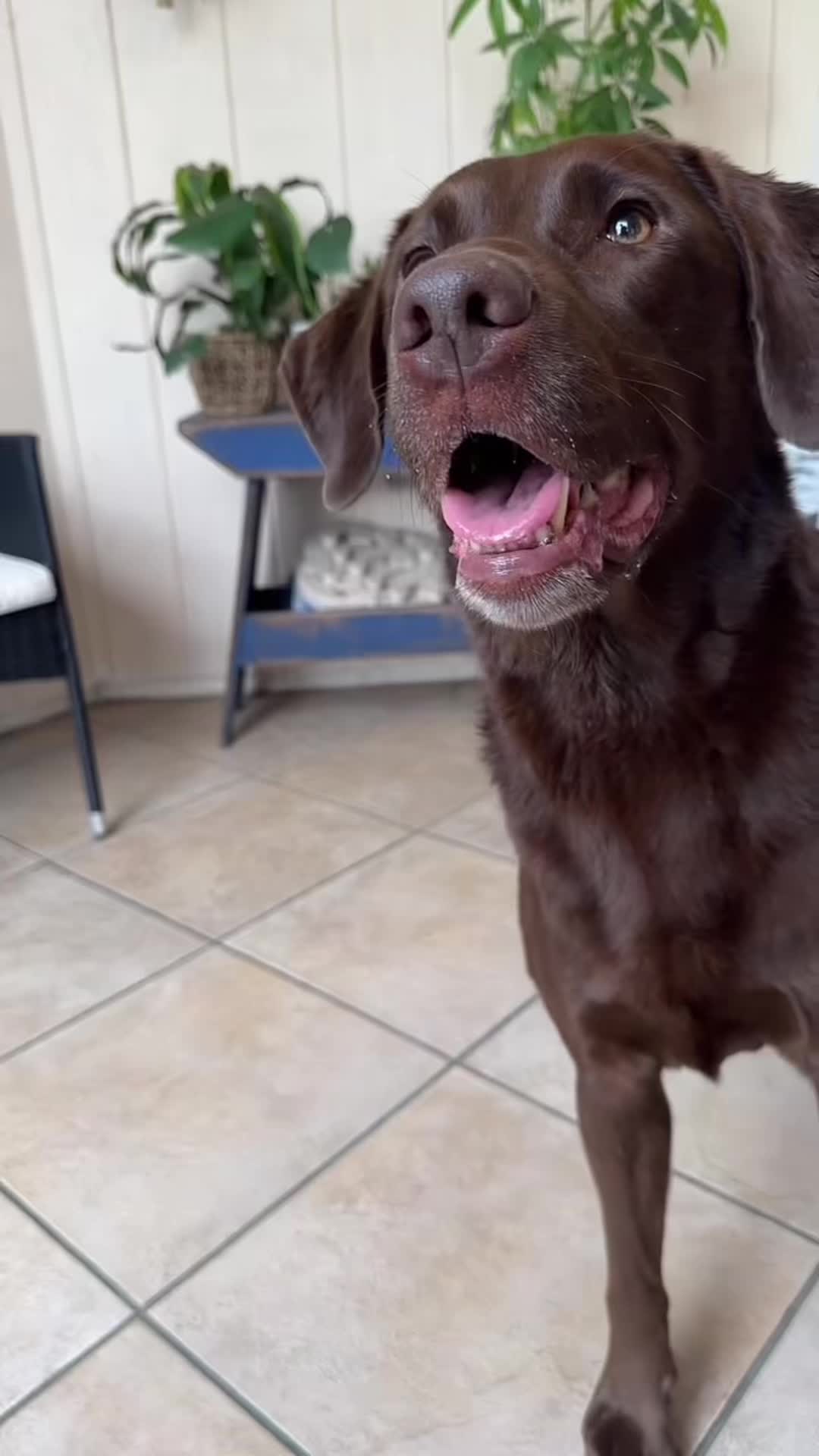 @AmandaT | Your Dog is COOL!