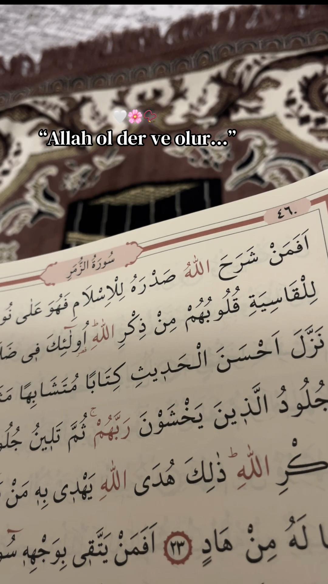 @ℳ ᥫ᭡