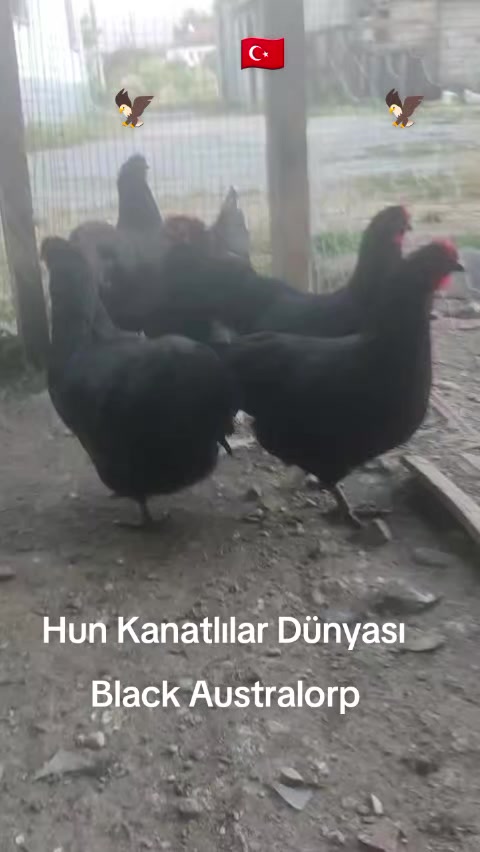 @ABD&Uuml;LKADİR HUN6154
