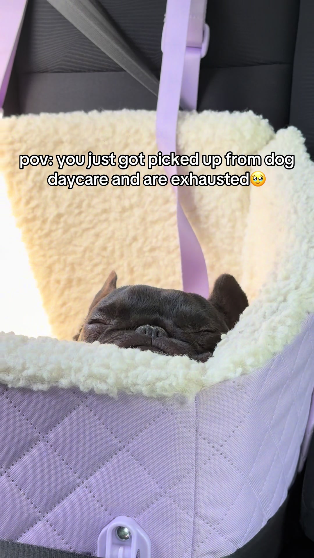 @Mabel the Frenchie
