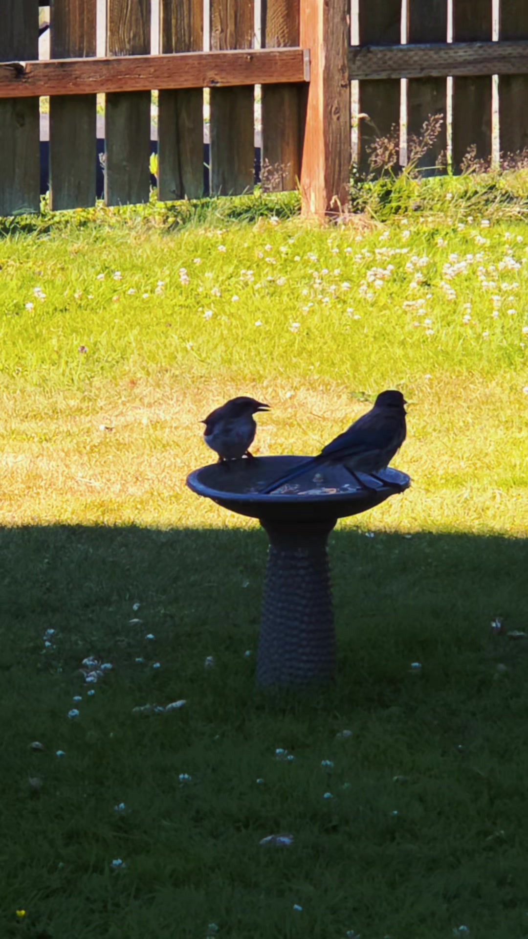 @🐦⬛ Crow 🐦⬛
