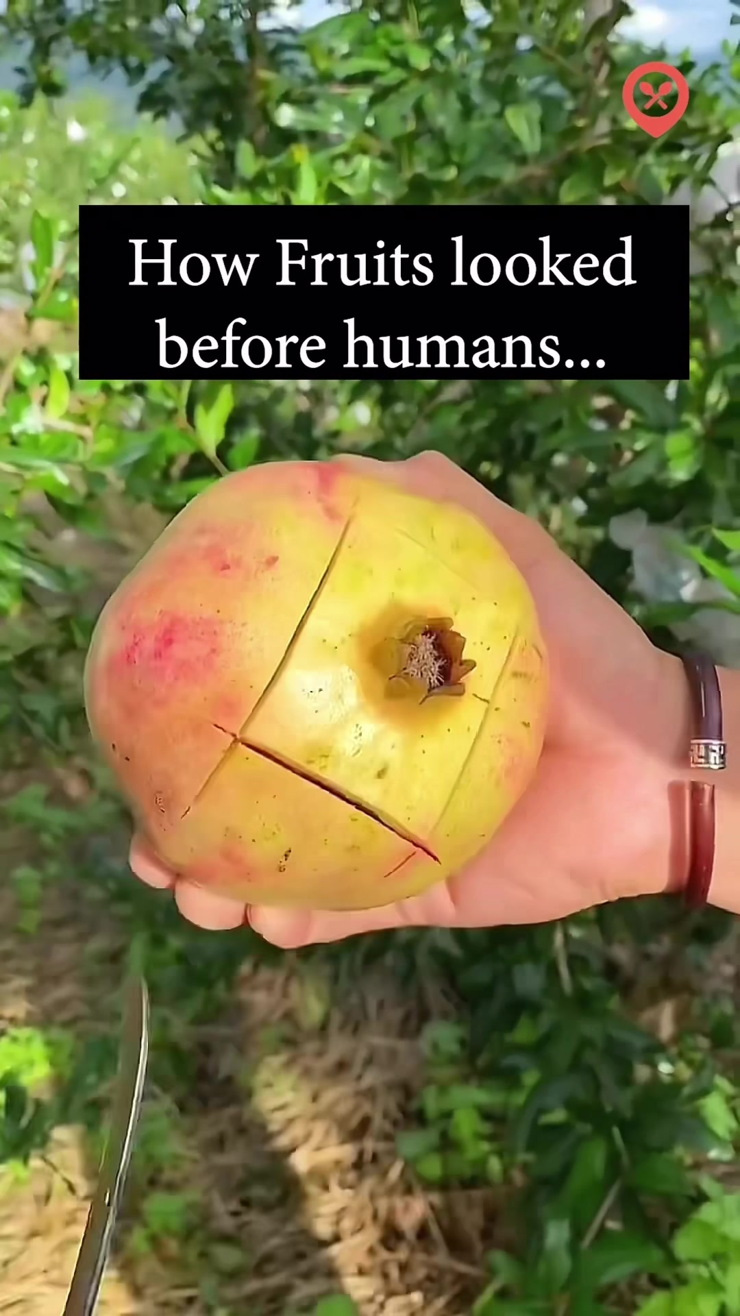 @Foodporn
