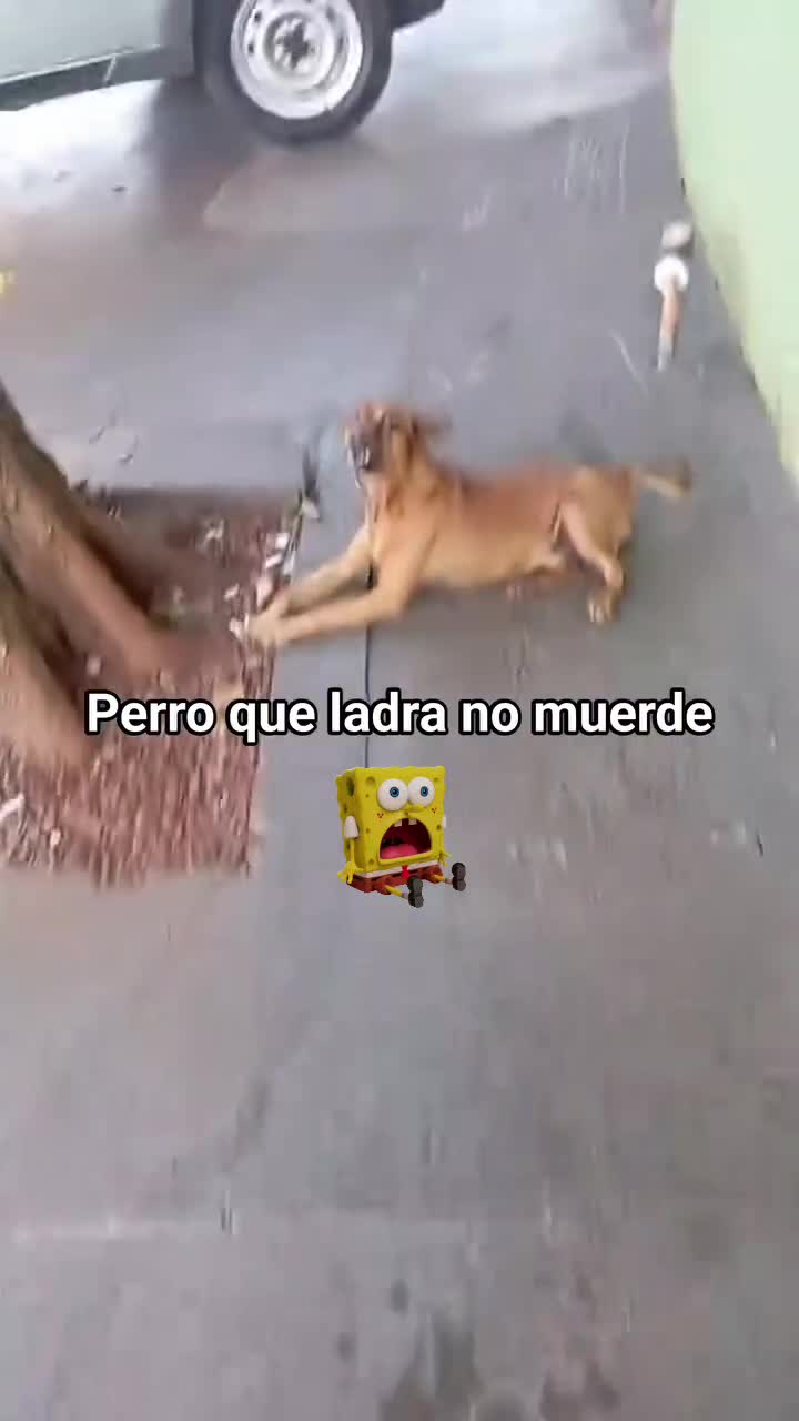 @Harlanzito tv