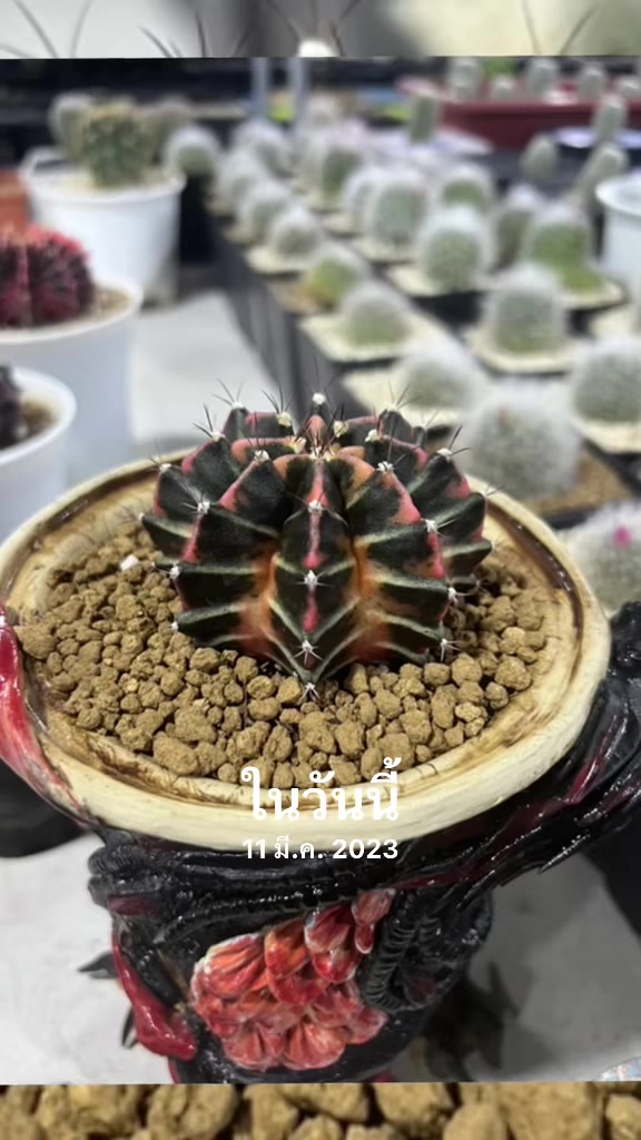@Cactus  คนมันยอง🌵